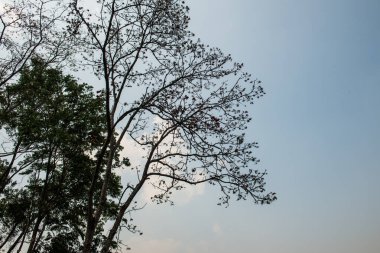 Tayland, ormandaki ağaç tepesi