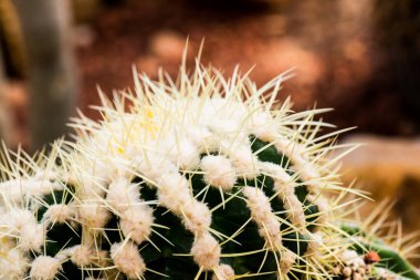 Golden Barrel Kaktüsü ya da Echinocactus Grusonii Hildm 'in Kapanışı. Tayland 'da