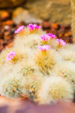 Tayland 'da Mammillaria plumosa çiçeği