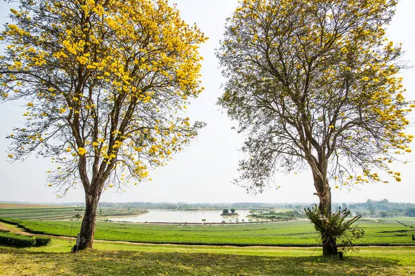 Tayland 'da Çay Çiftliği ile Cüce Altın Trompet Ağaçları