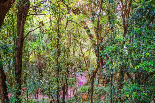 Doi Inthanon Ulusal Parkı, Tayland 'da orman bolluğu
