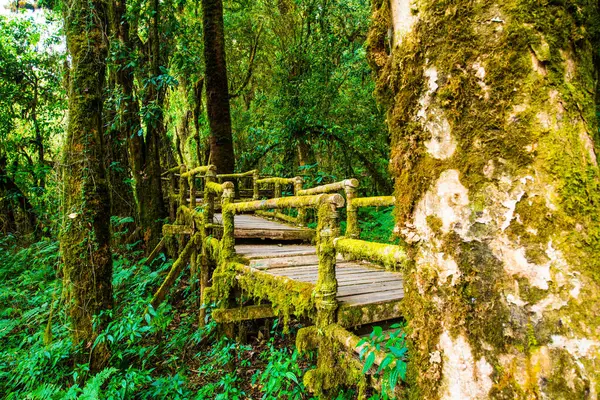 Doi Inthanon Ulusal Parkı 'nda Doi Trail, Tayland