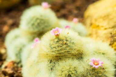 Tayland 'da Mammillaria plumosa çiçeği