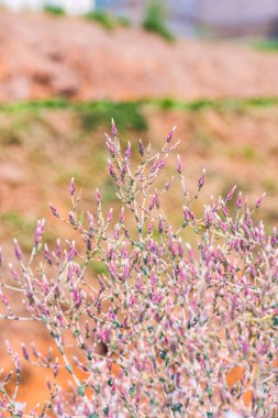 Kırmızı Yaprak Marul Çiçeği, Tayland