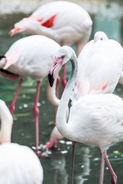 Tayland, Tayland 'da Büyük Flamingo Kuşunun Portresi