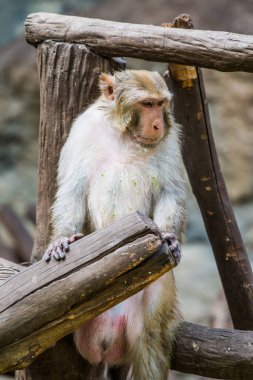 Rhesus Macaque Maymun Portresi, Tayland