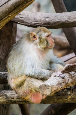 Rhesus Macaque Maymun Portresi, Tayland