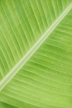 Muz yaprağı arka planı, Tayland