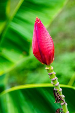 Doğada muz tomurcuğu, Tayland