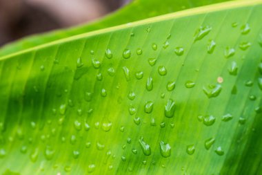 Muz yaprağı arka planı, Tayland