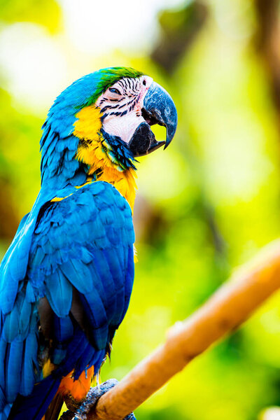Blue and Gold Macaw on the branch in Thailand
