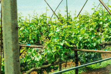 Tayland 'da üzüm ağaçları