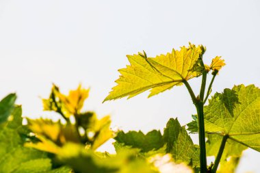 Tayland 'da üzüm yaprakları