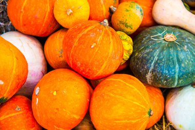 Tayland, Balkabağı Grubu