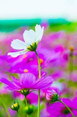 Yakın kainat çiçekleri, Tayland