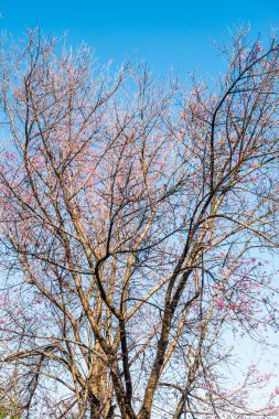 Chiangmai Eyaleti, Tayland 'daki Kiraz Çiçeği Parkı