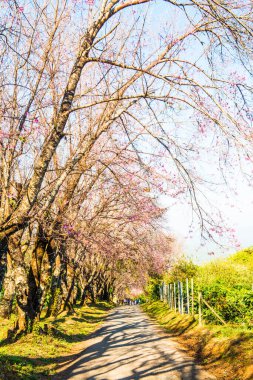 Chiangmai Eyaleti, Tayland 'daki Kiraz Çiçeği Parkı