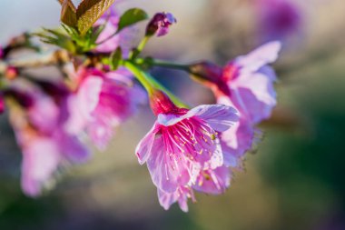 Chiangmai Eyaleti, Tayland 'daki Kiraz Çiçeği Parkı