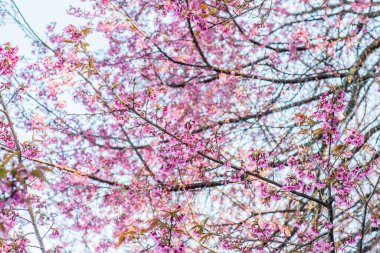 Chiangmai Eyaleti, Tayland 'daki Kiraz Çiçeği Parkı