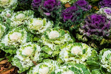 Çiğ taneli beyaz lahanalar, Tayland