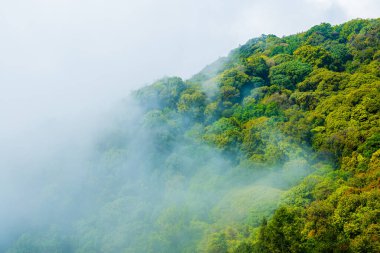 Tayland 'da Ulusal Park' ta sisli bir orman