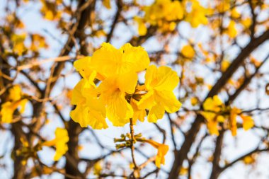 Cüce Altın Trompet çiçek Tayland, Tayland