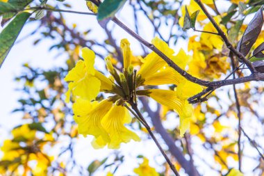 Cüce Altın Trompet çiçek Tayland, Tayland