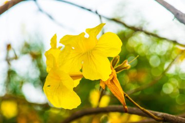 Cüce Altın Trompet çiçek Tayland, Tayland
