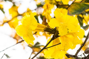 Cüce Altın Trompet çiçek Tayland, Tayland