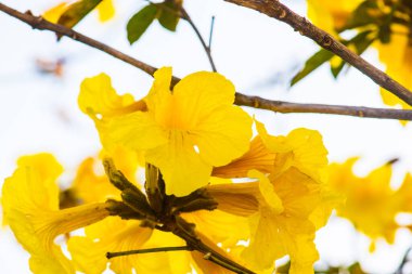 Cüce Altın Trompet çiçek Tayland, Tayland
