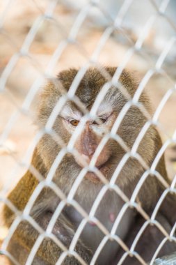 Rhesus Macaque, Tayland 'daki kafeste.