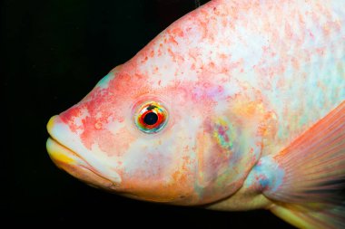 Kızıl tilapia balığı, Tayland