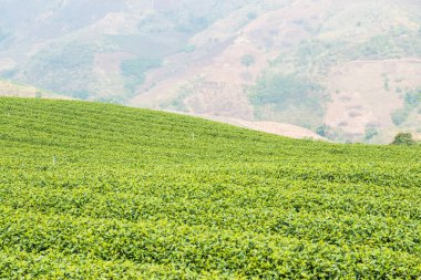 Tayland, Tayland 'da çay çiftliği