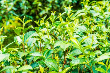 Yeşil çay yapraklarının arka planı, Tayland