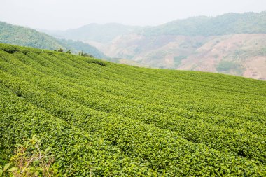 Tayland, Tayland 'da çay çiftliği