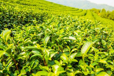 Yeşil çay yapraklarının arka planı, Tayland
