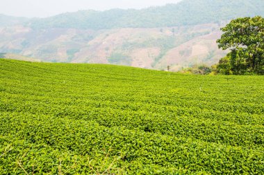 Tayland, Tayland 'da çay çiftliği
