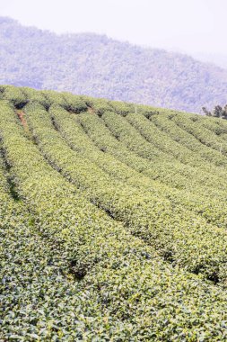 Tayland, Tayland 'da çay çiftliği