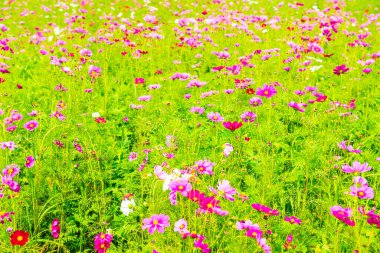 Kozmos tarlası çiçeği, Tayland