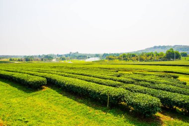 Tayland, Tayland 'da çay çiftliği