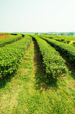 Tayland, Tayland 'da çay çiftliği