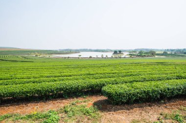 Tayland, Tayland 'da çay çiftliği