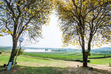 Tayland 'da Çay Çiftliği ile Cüce Altın Trompet Ağaçları