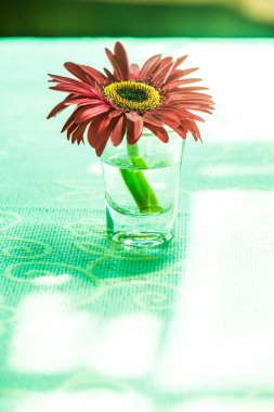 Camda Gerbera çiçeği, Tayland