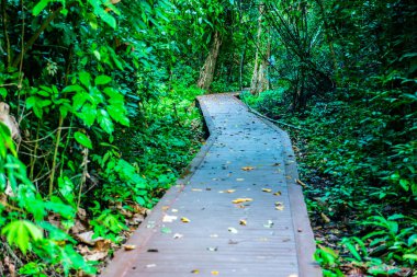 Phu Sang, Tayland 'da doğa yolu..