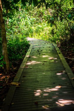 Phu Sang, Tayland 'da doğa yolu..