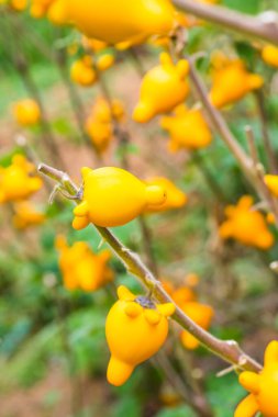 Bitki üzerinde meme meyvesi, Tayland.