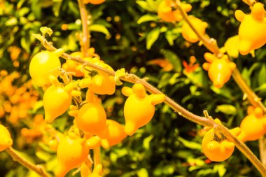 Bitki üzerinde meme meyvesi, Tayland.