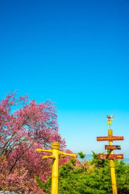 Chiangmai, Tayland 'da kiraz çiçeği parkı..
