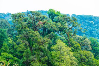 Doi Inthanon Ulusal Parkı, Tayland Ormanı